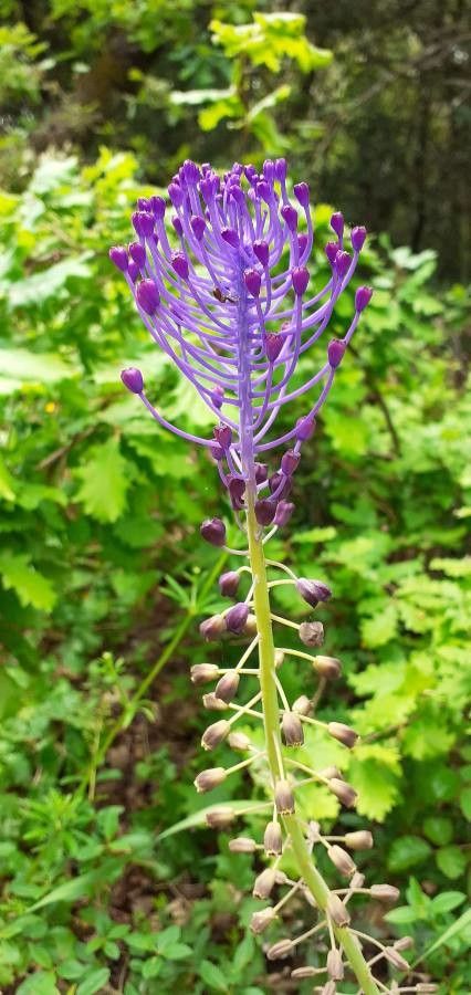 Leopoldia comosa flower