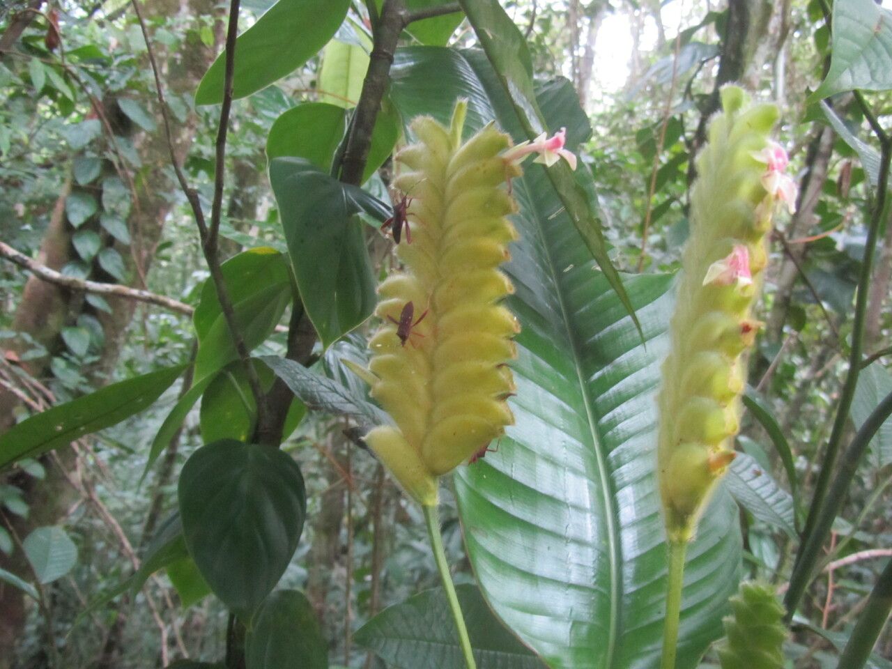 Calathea lasiostachya flower