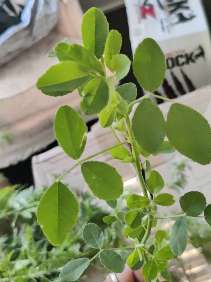 Medicago rigidula leaf