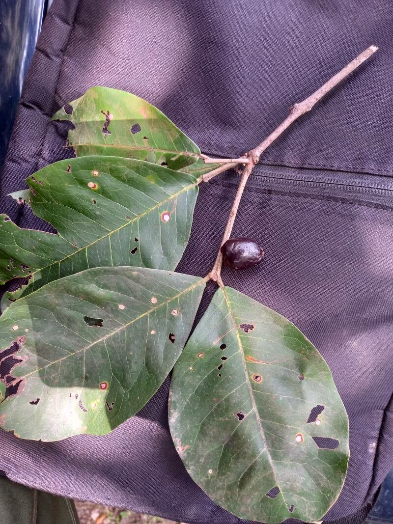 Eugenia hiraeifolia — houseplant care guide