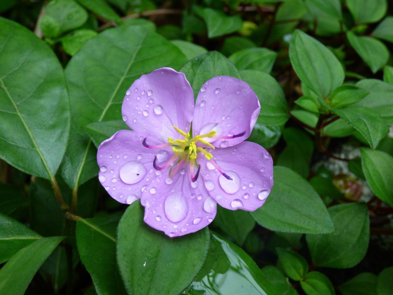 Heterotis decumbens (P.Beauv.) flower