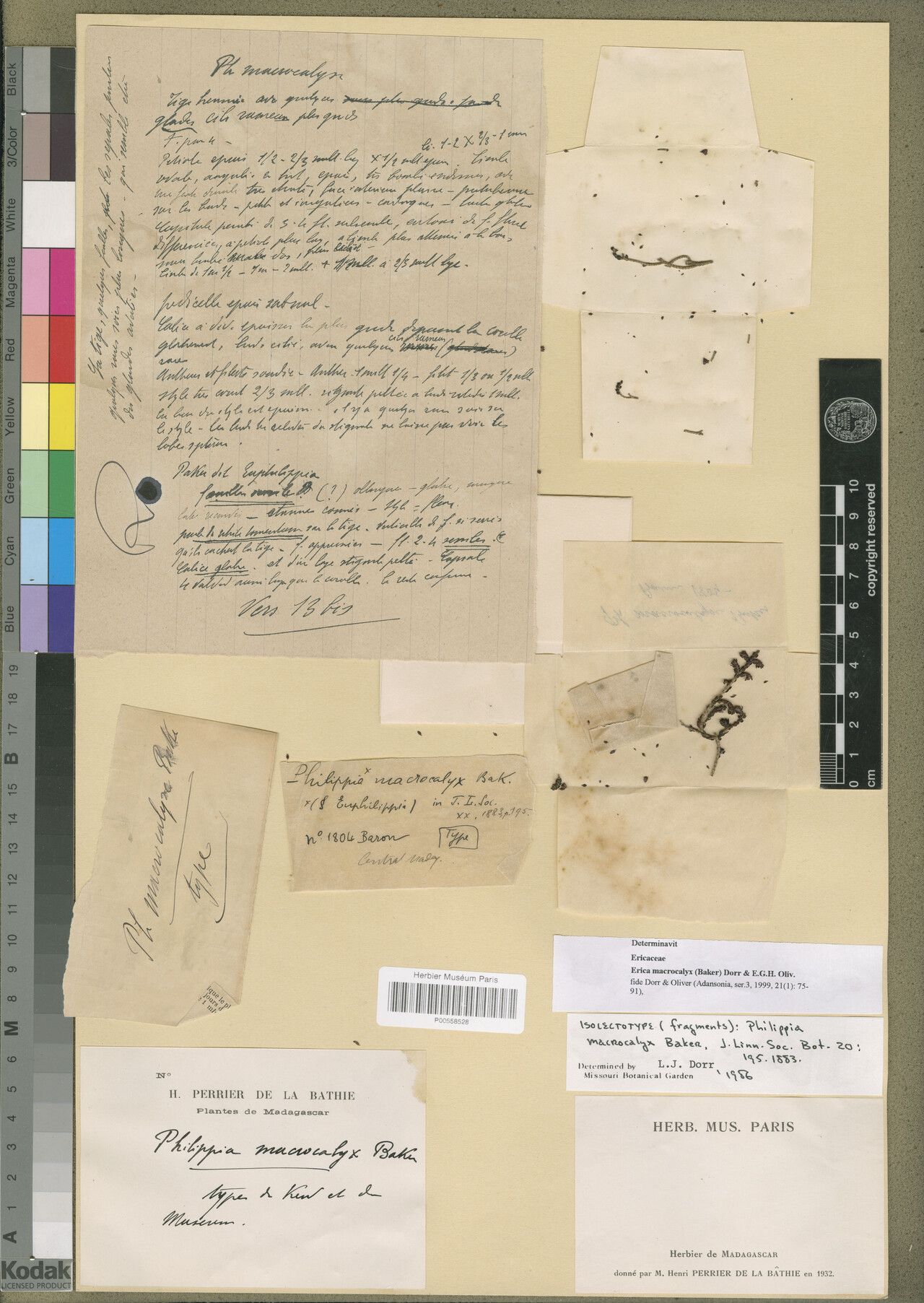 Erica macrocalyx — search result for 'Erica'