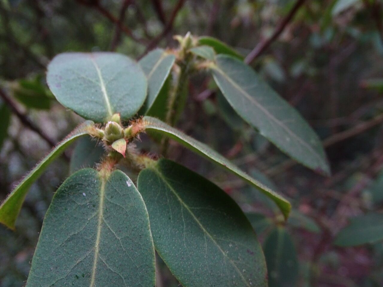 Rhododendron triflorum flower
