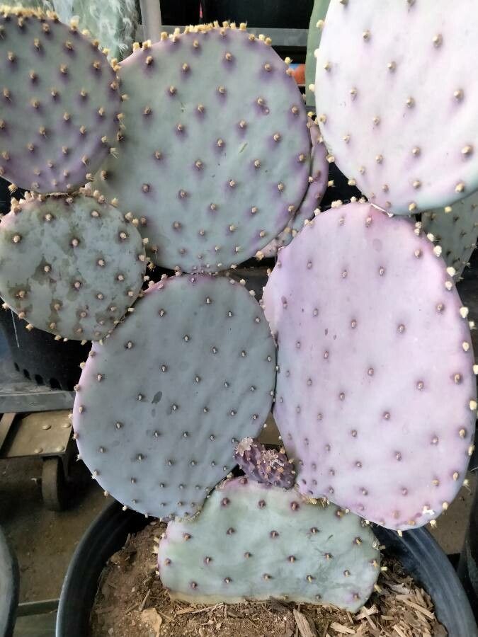 Opuntia macrocentra leaf