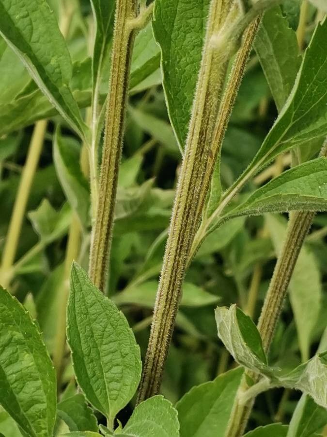 Rudbeckia subtomentosa bark