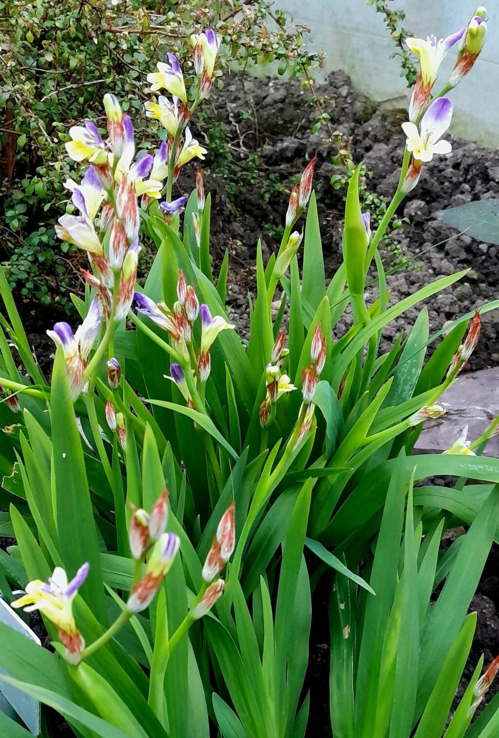 Sparaxis villosa habit