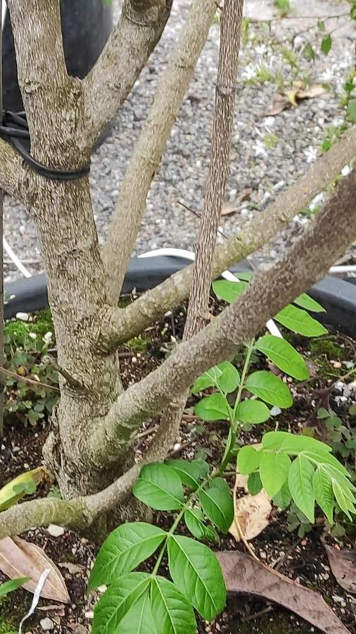 Picrasma excelsa bark