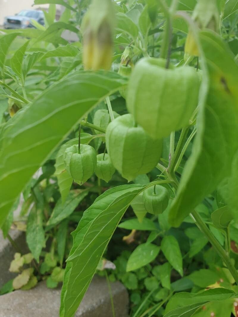 Physalis pumila — search result for 'Physalis'