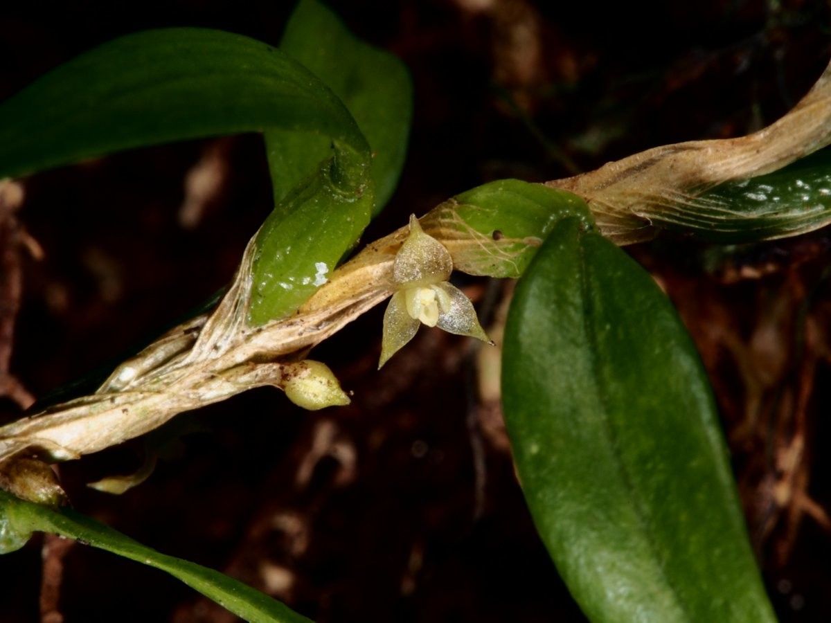 Bulbophyllum absconditum fruit