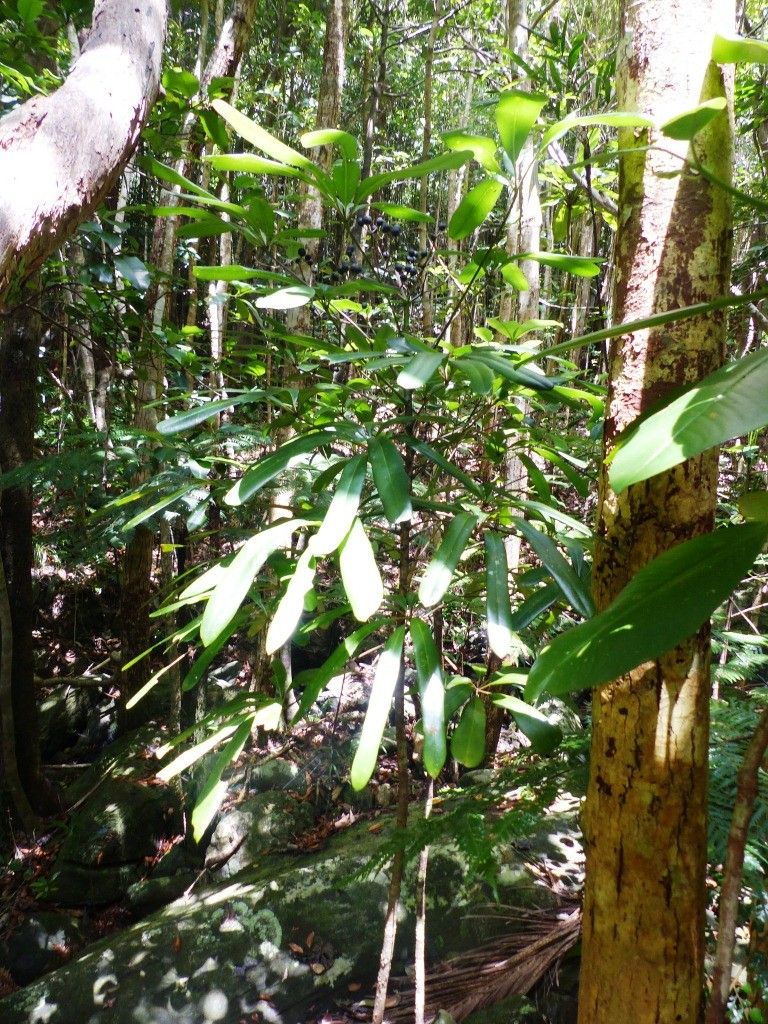 Plerandra baillonii habit