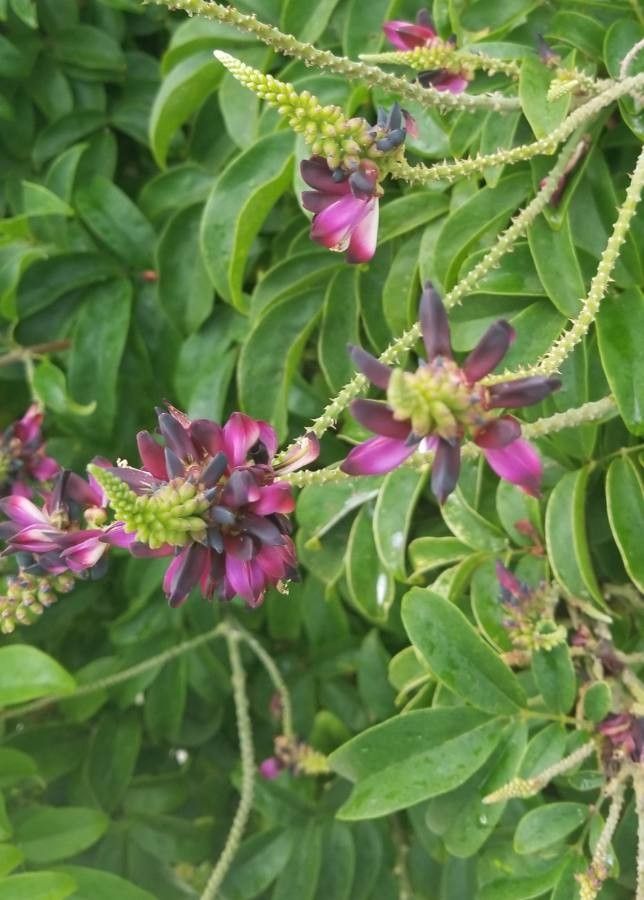 Callerya reticulata flower