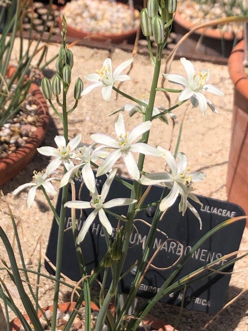 Ornithogalum narbonense flower