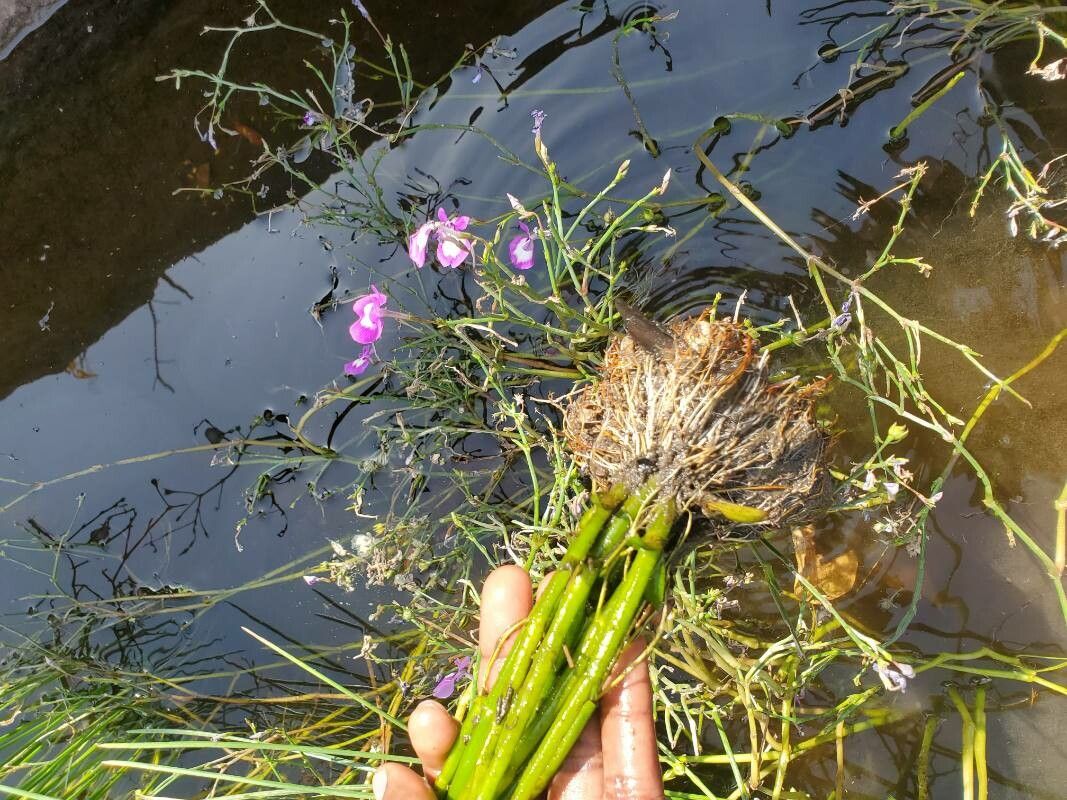 Dopatrium longidens habit