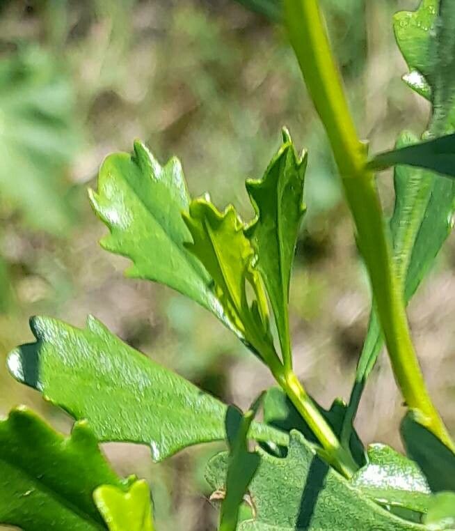 Baccharis tridentata — search result for 'Baccharis'