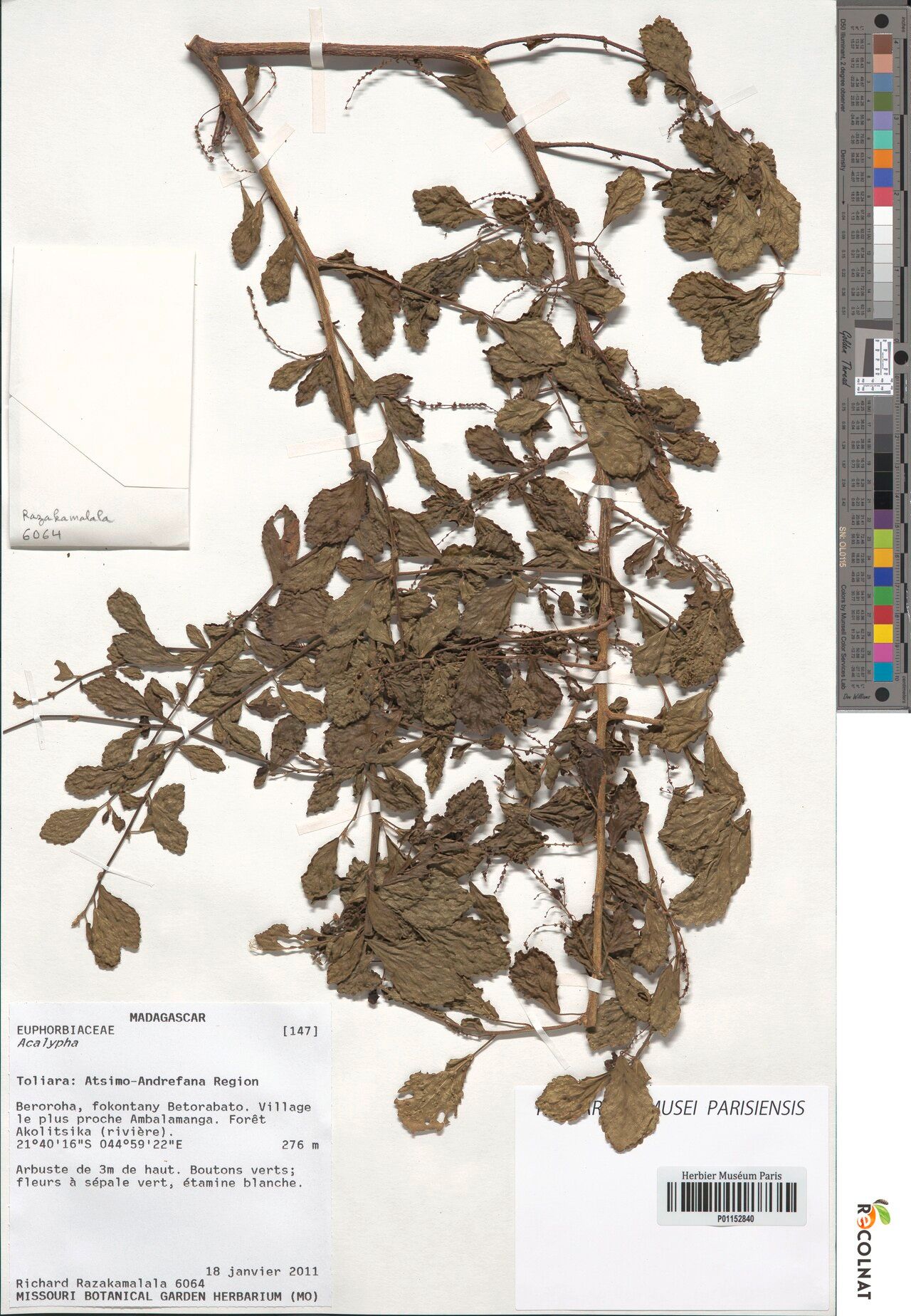 Acalypha baretiae — houseplant care guide