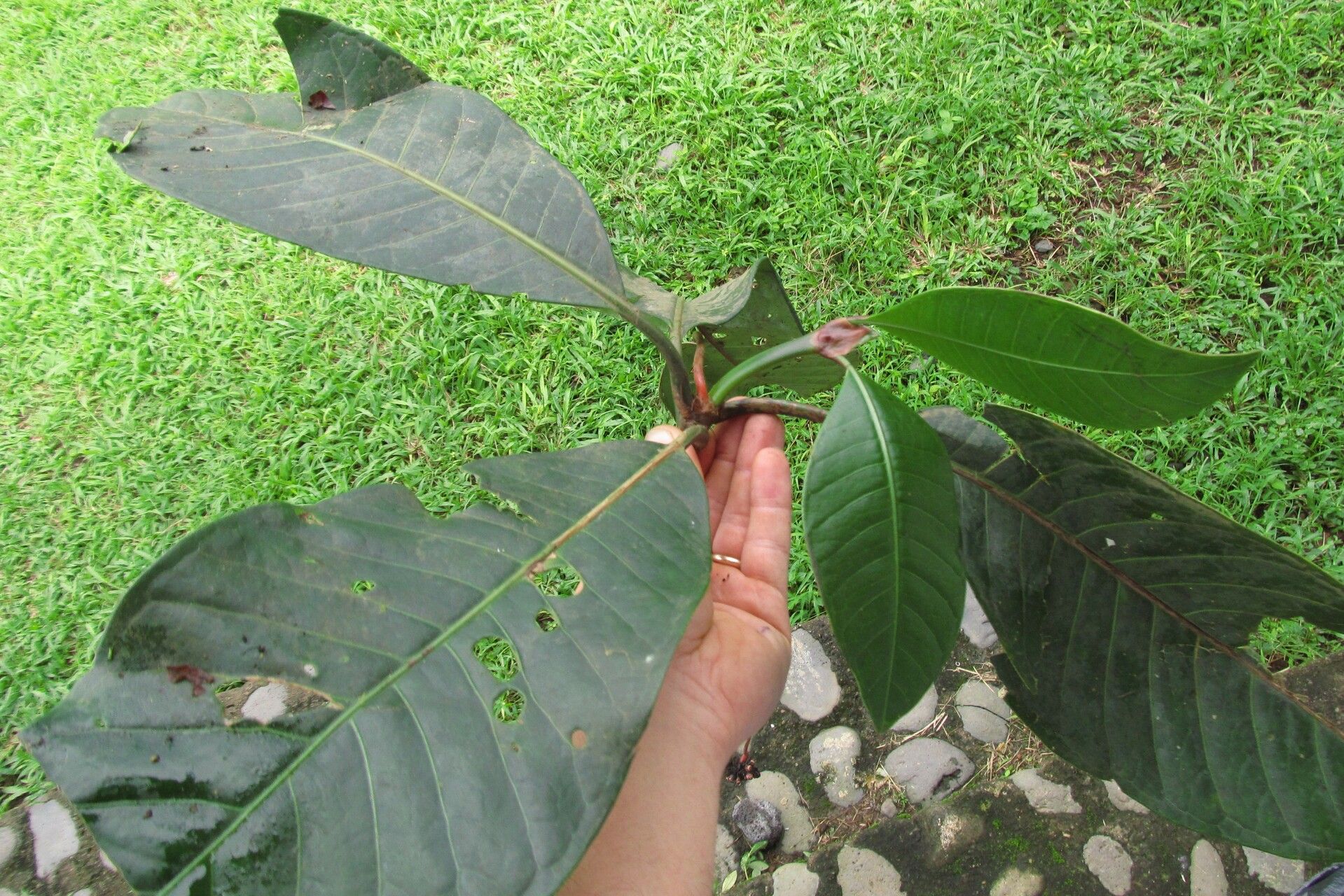 Psychotria camptopus — houseplant care guide