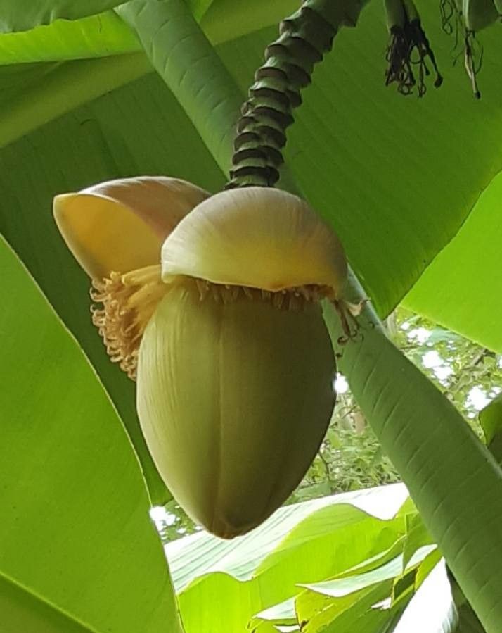 Musa basjoo flower