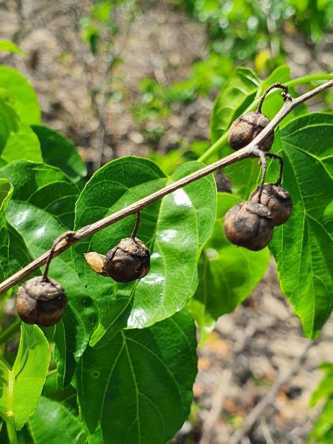 Colubrina asiatica fruit
