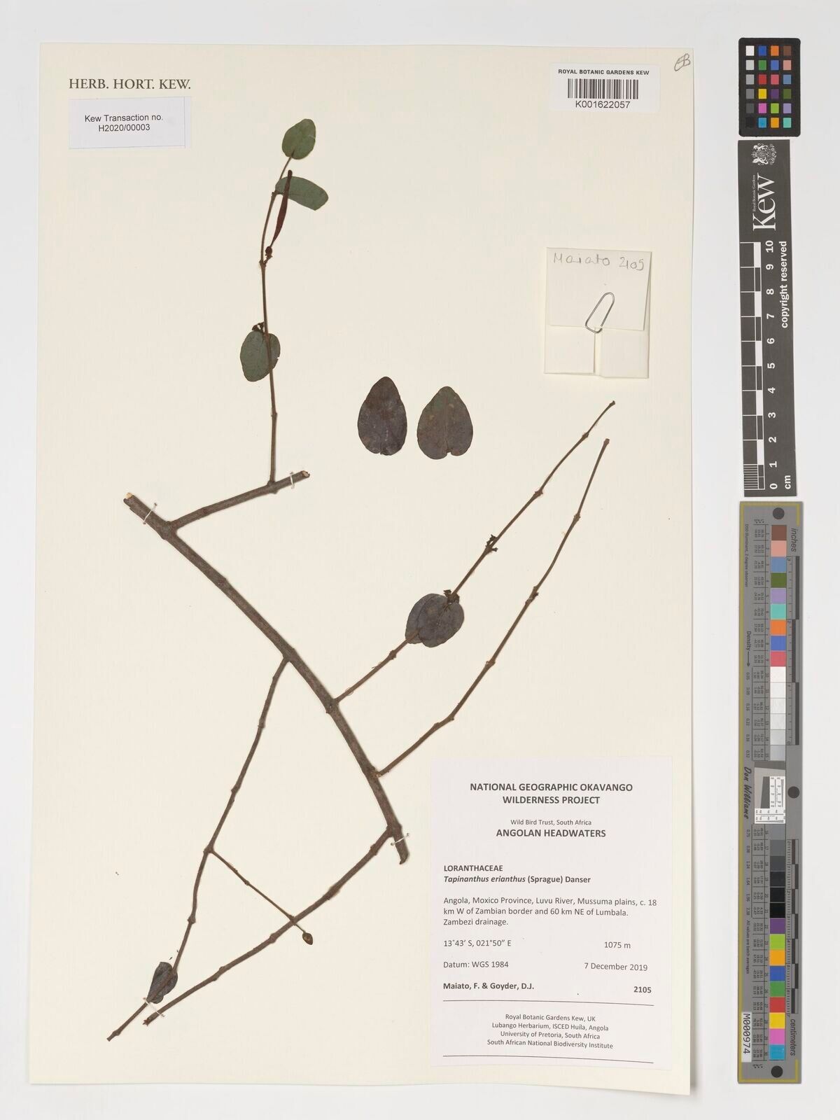 Tapinanthus erianthus — houseplant care guide