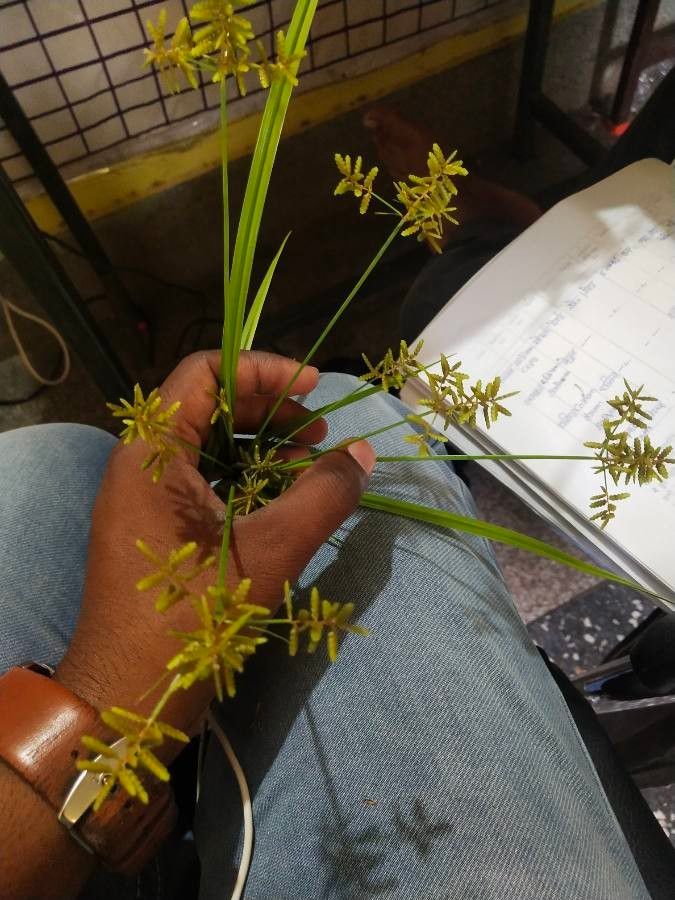 Cyperus microiria — search result for 'Cyperus'