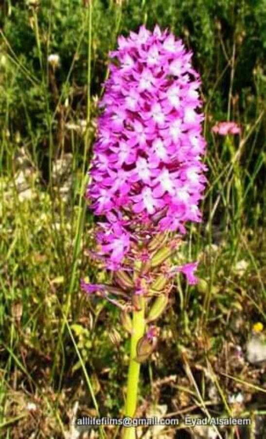 Anacamptis pyramidalis flower