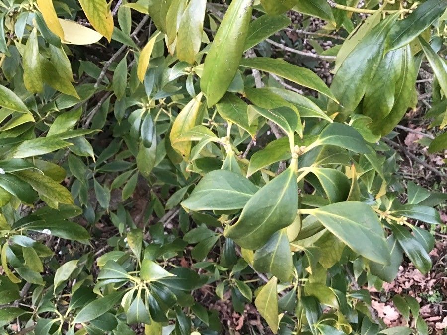 Illicium verum — search result for 'China and Vietnam'