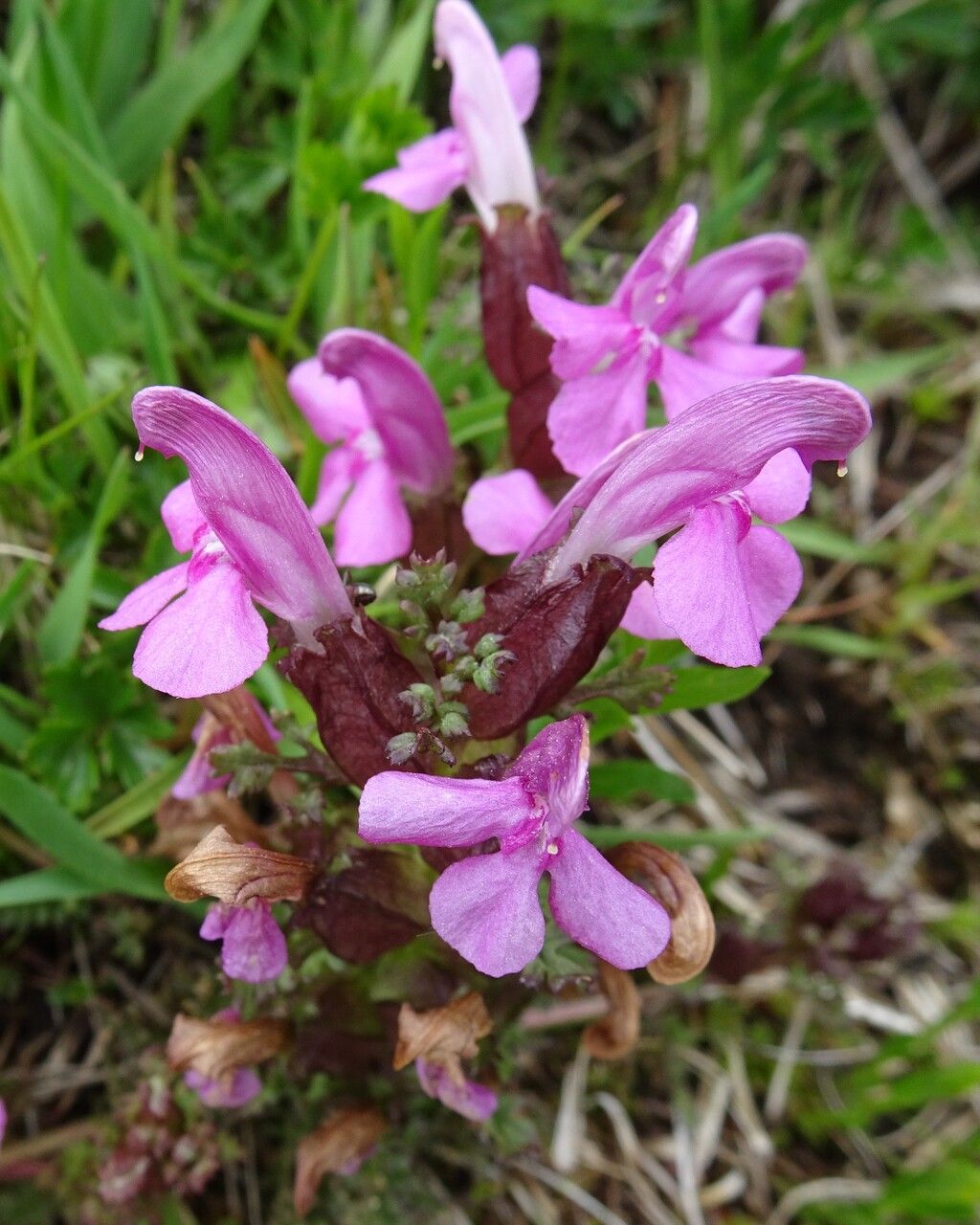 Pedicularis sylvatica flower