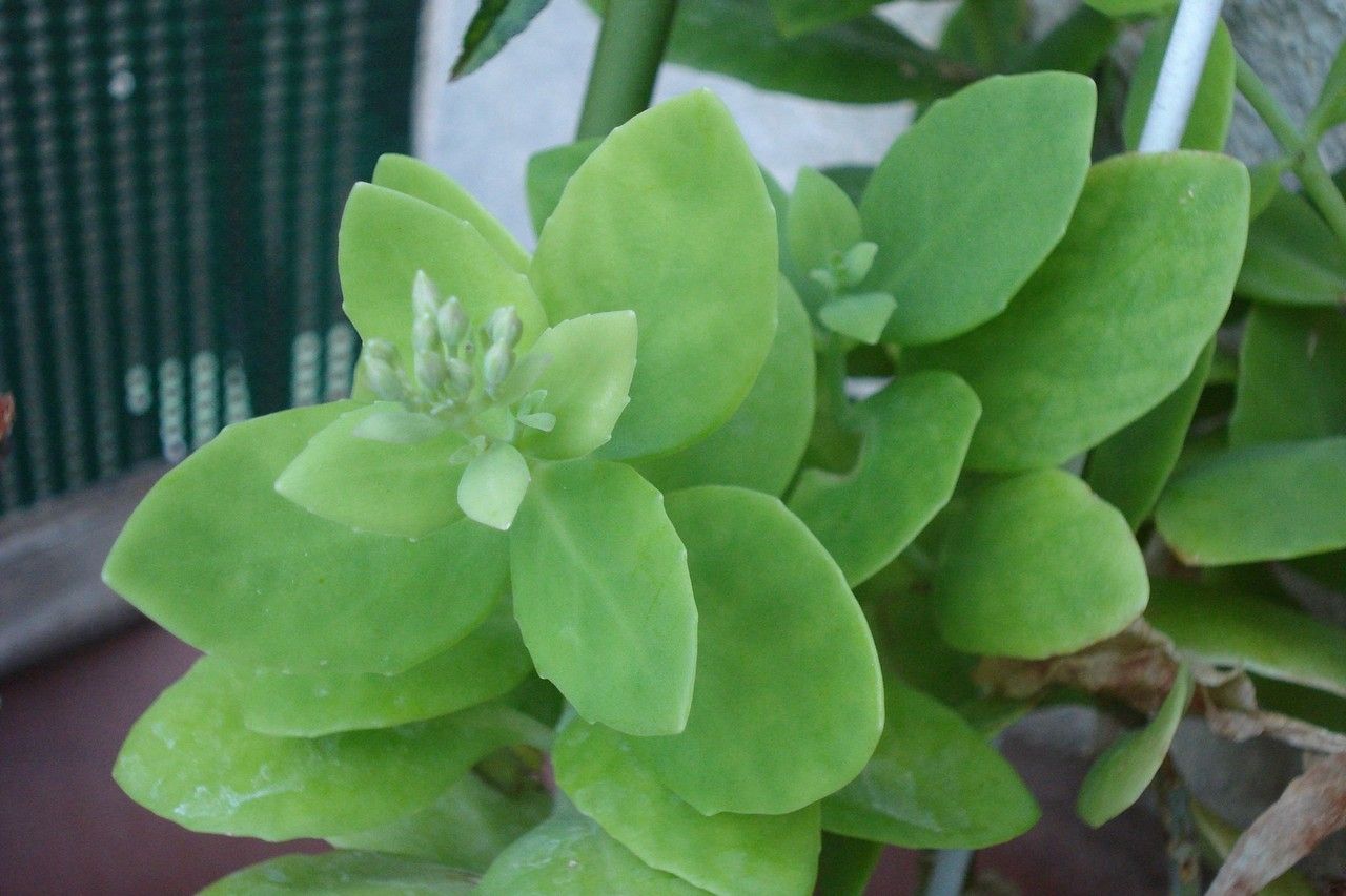 Hylotelephium argutum