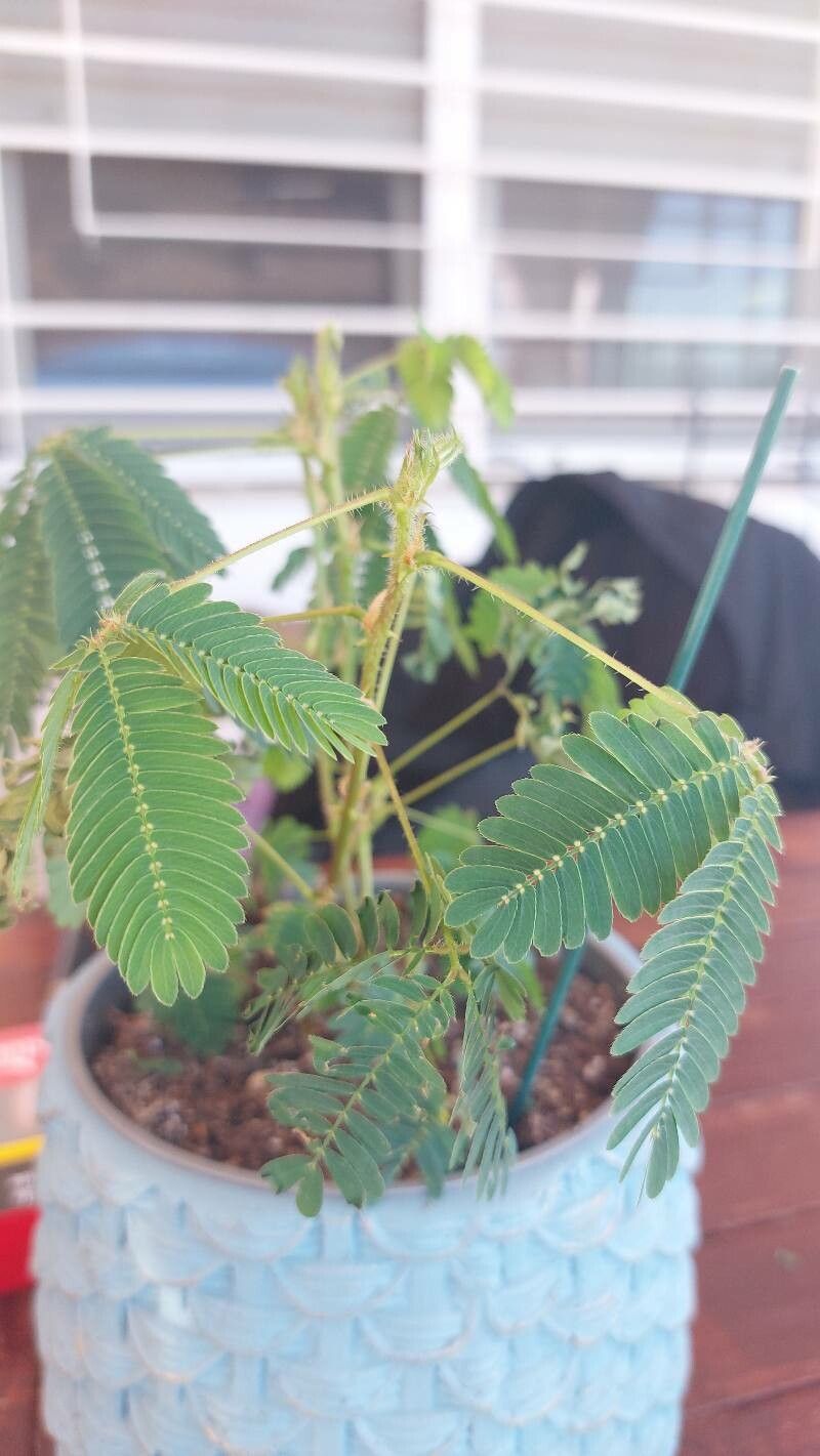 Mimosa sensitiva — search result for 'Mimosa'