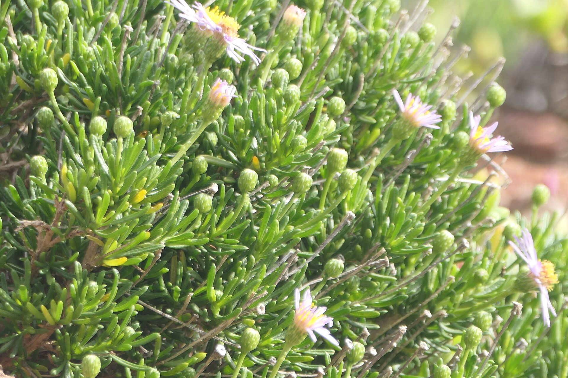 Felicia fruticosa leaf