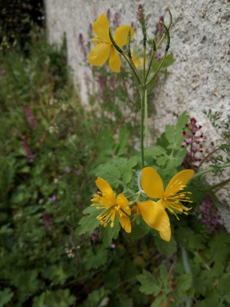 Eucnide bartonioides — related species from the same genus