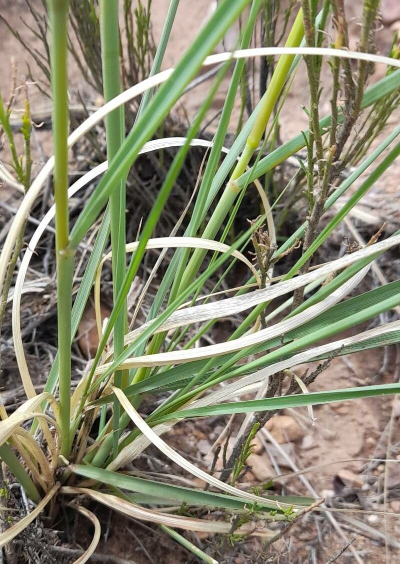 Cenchrus chilensis — houseplant care guide