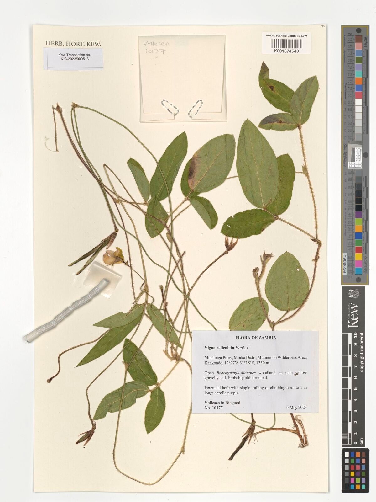 Vigna reticulata — houseplant care guide