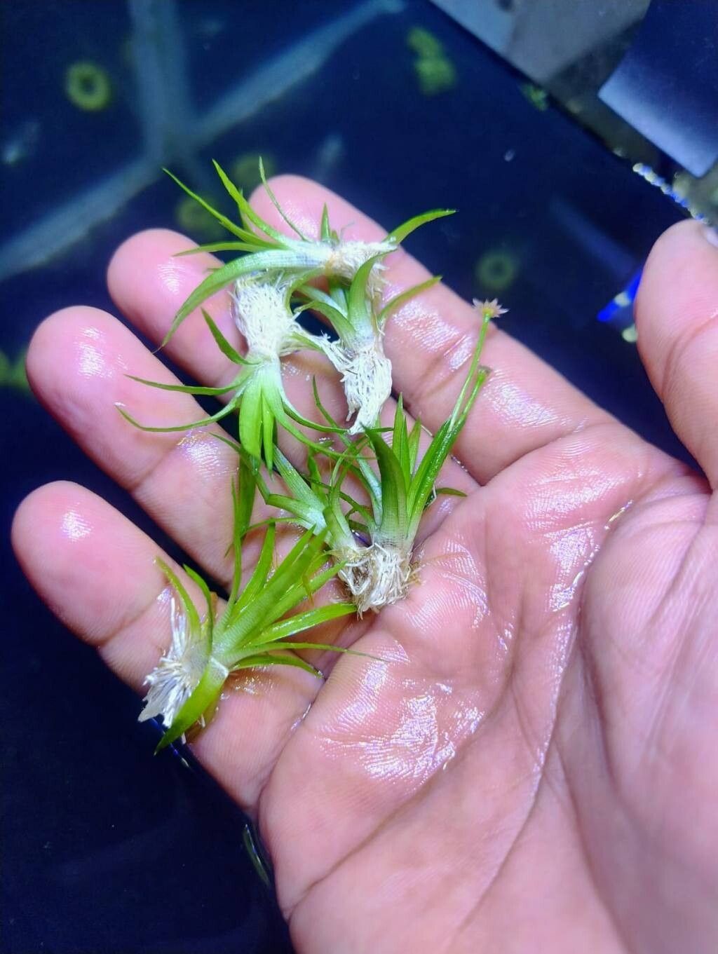 Eriocaulon xeranthemum — houseplant care guide