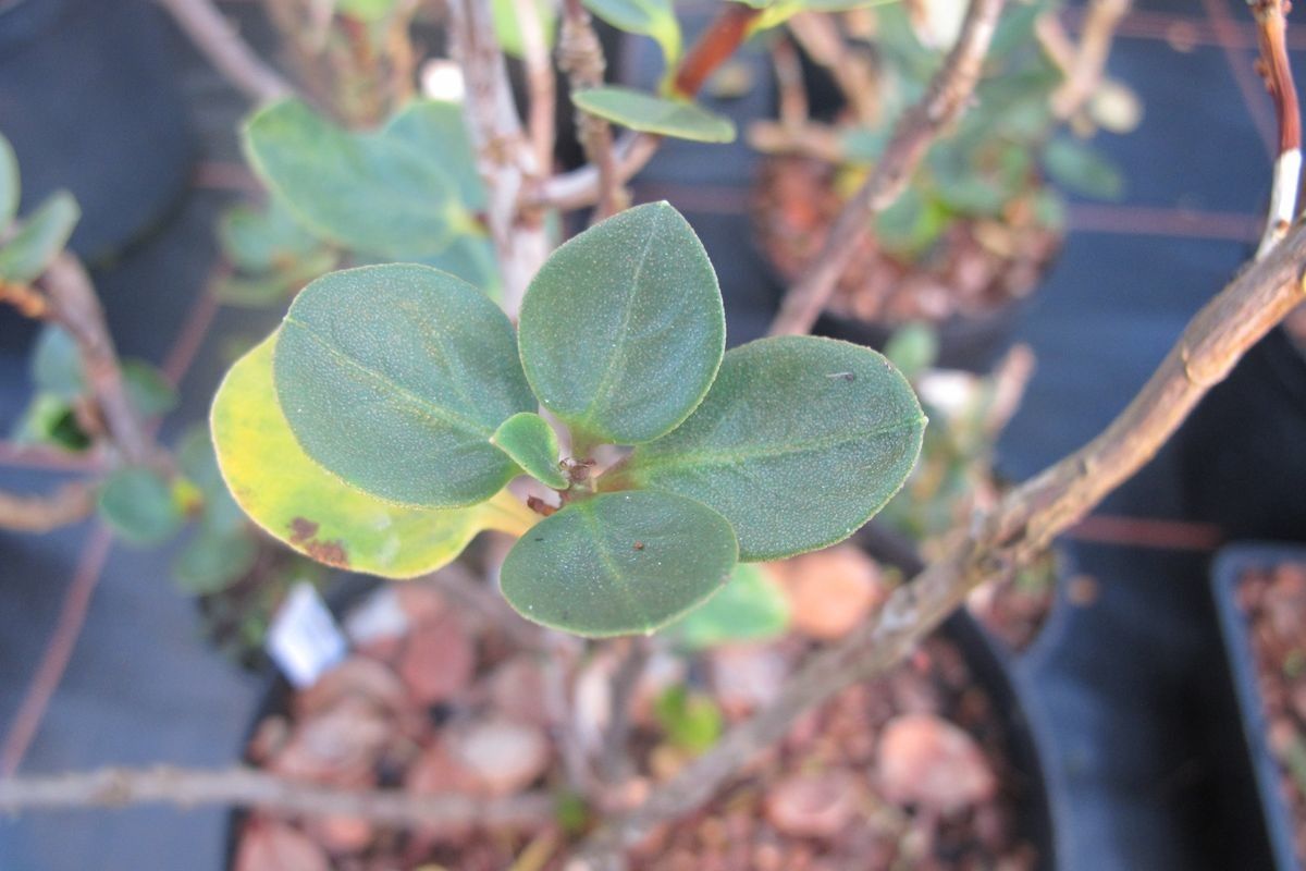 Rhododendron brassii — houseplant care guide