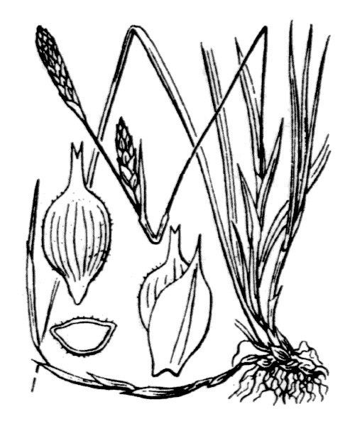 Carex michelii other