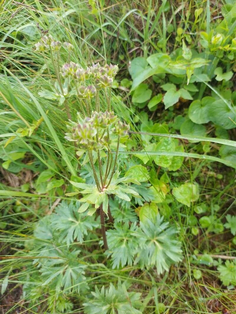 Anemone narcissiflora fruit