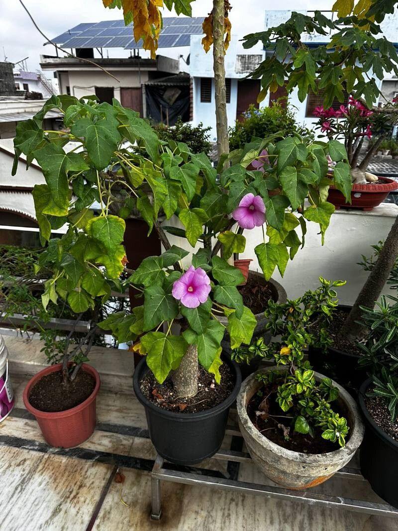 Uncarina abbreviata — related species from the same genus