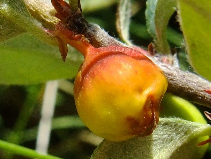 Cotoneaster juranus fruit
