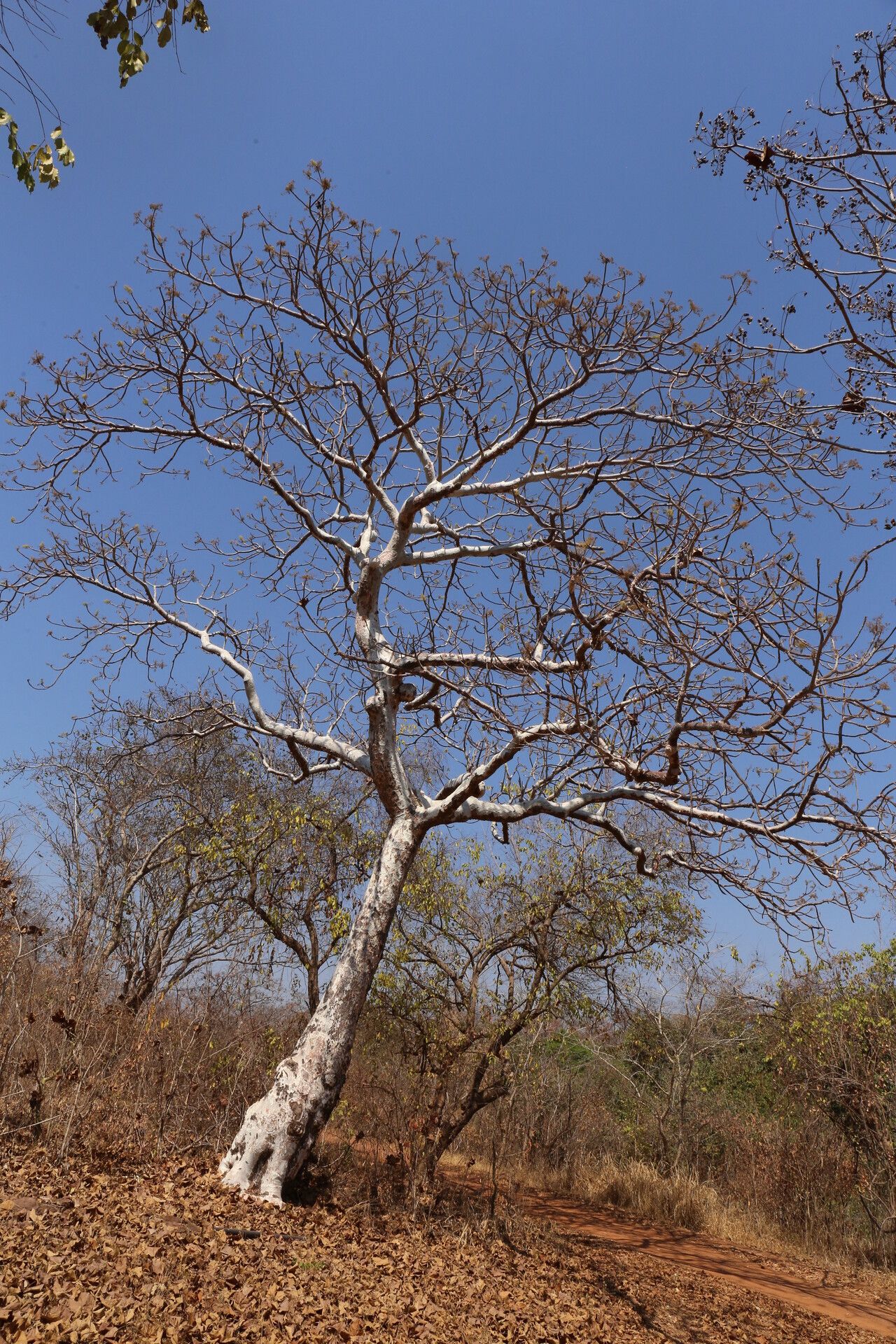Sterculia quinqueloba habit