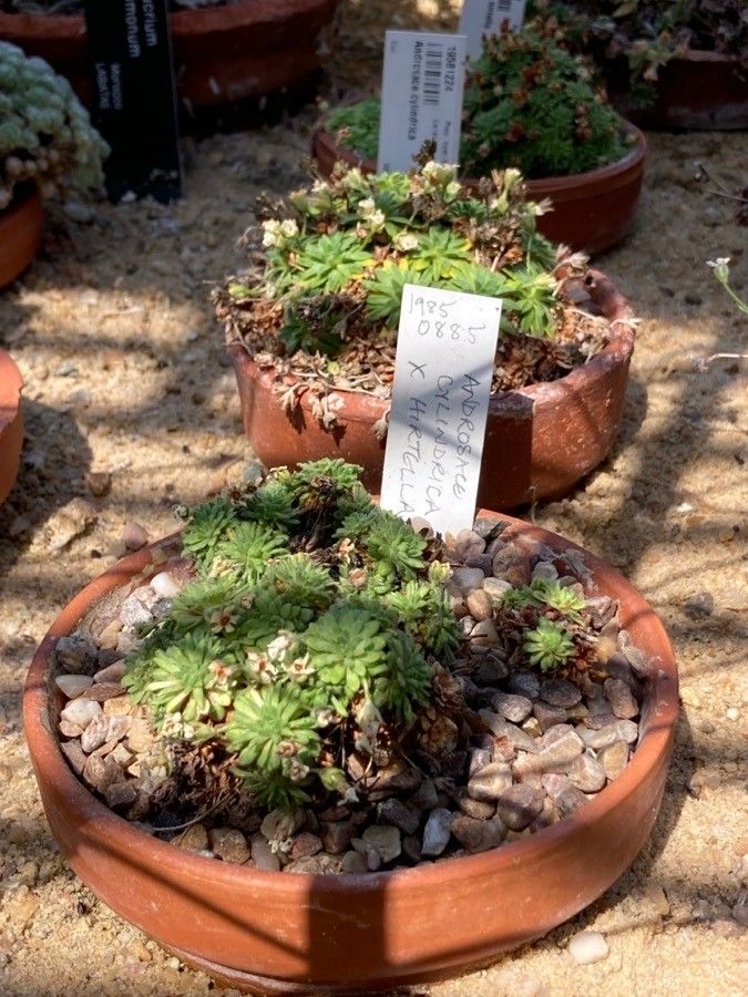 Androsace cylindrica leaf