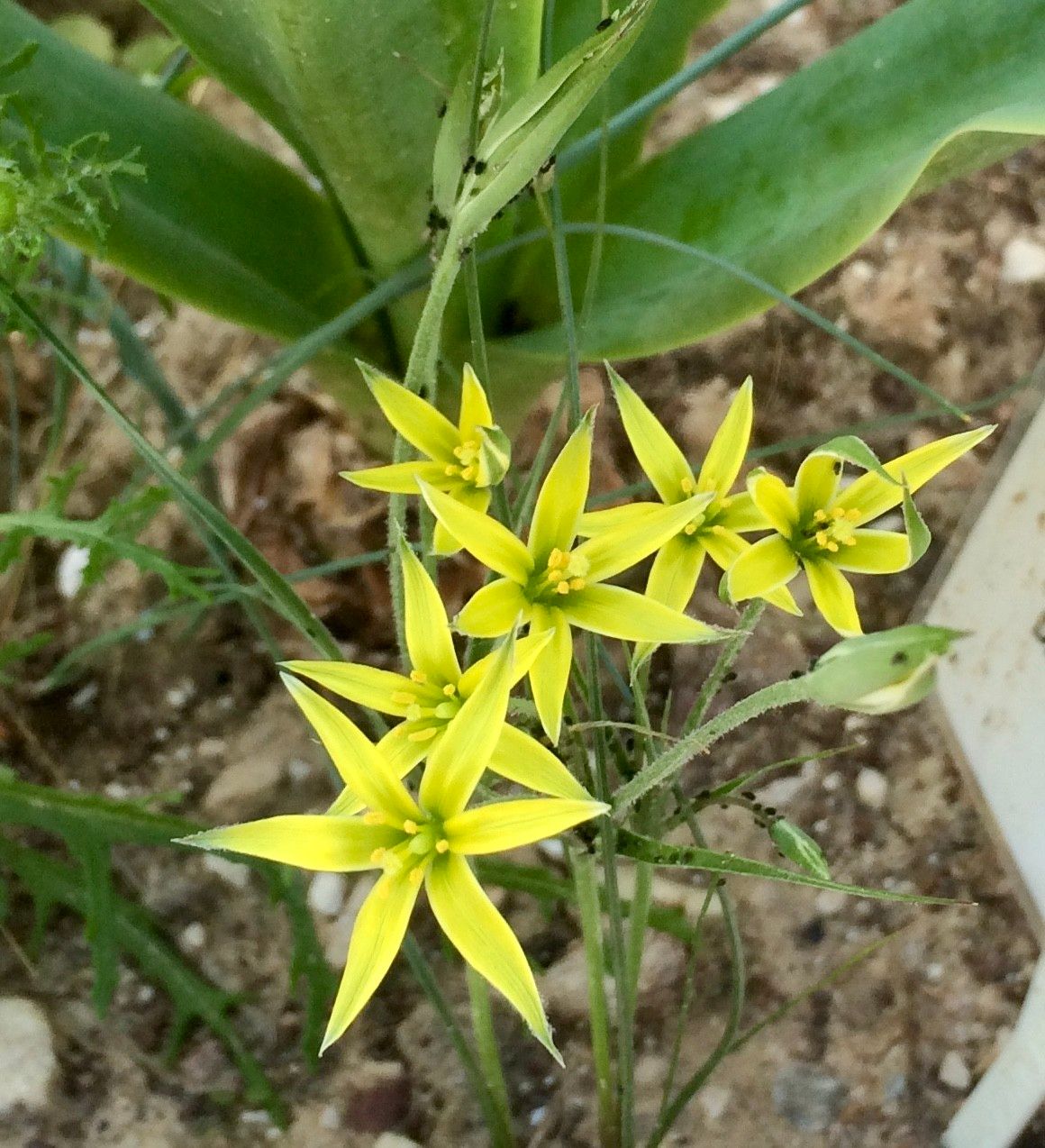 Gagea fibrosa flower