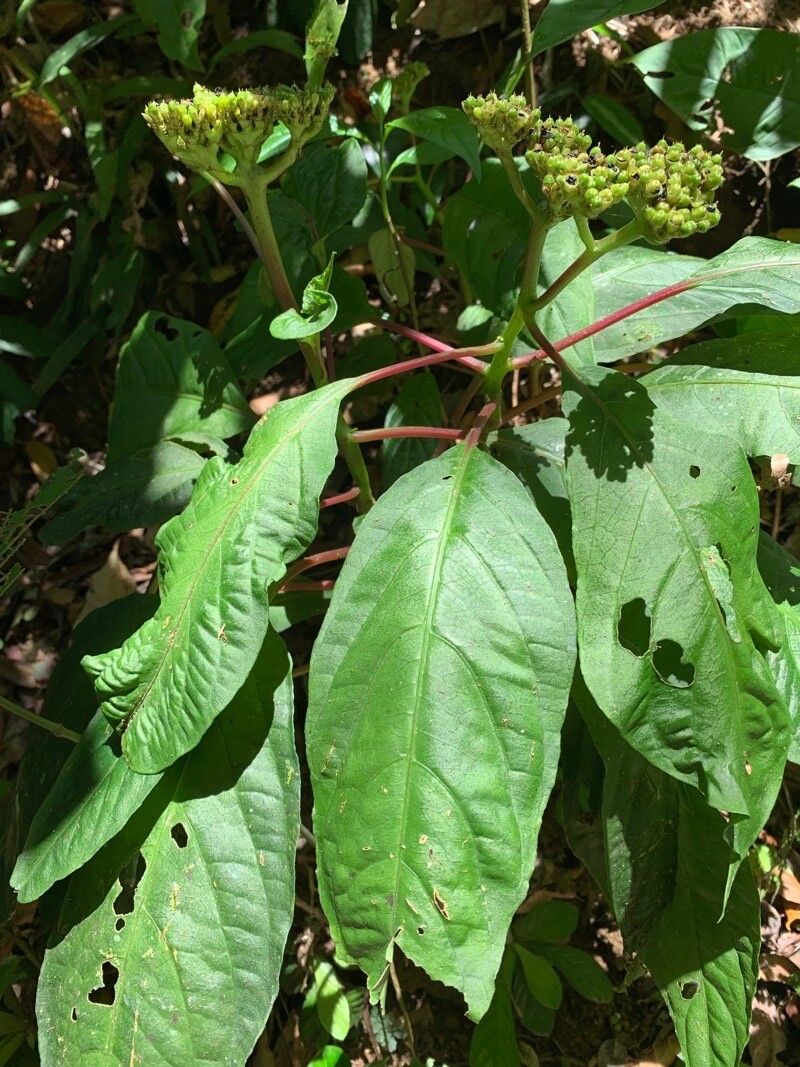 Celosia grandifolia — houseplant care guide