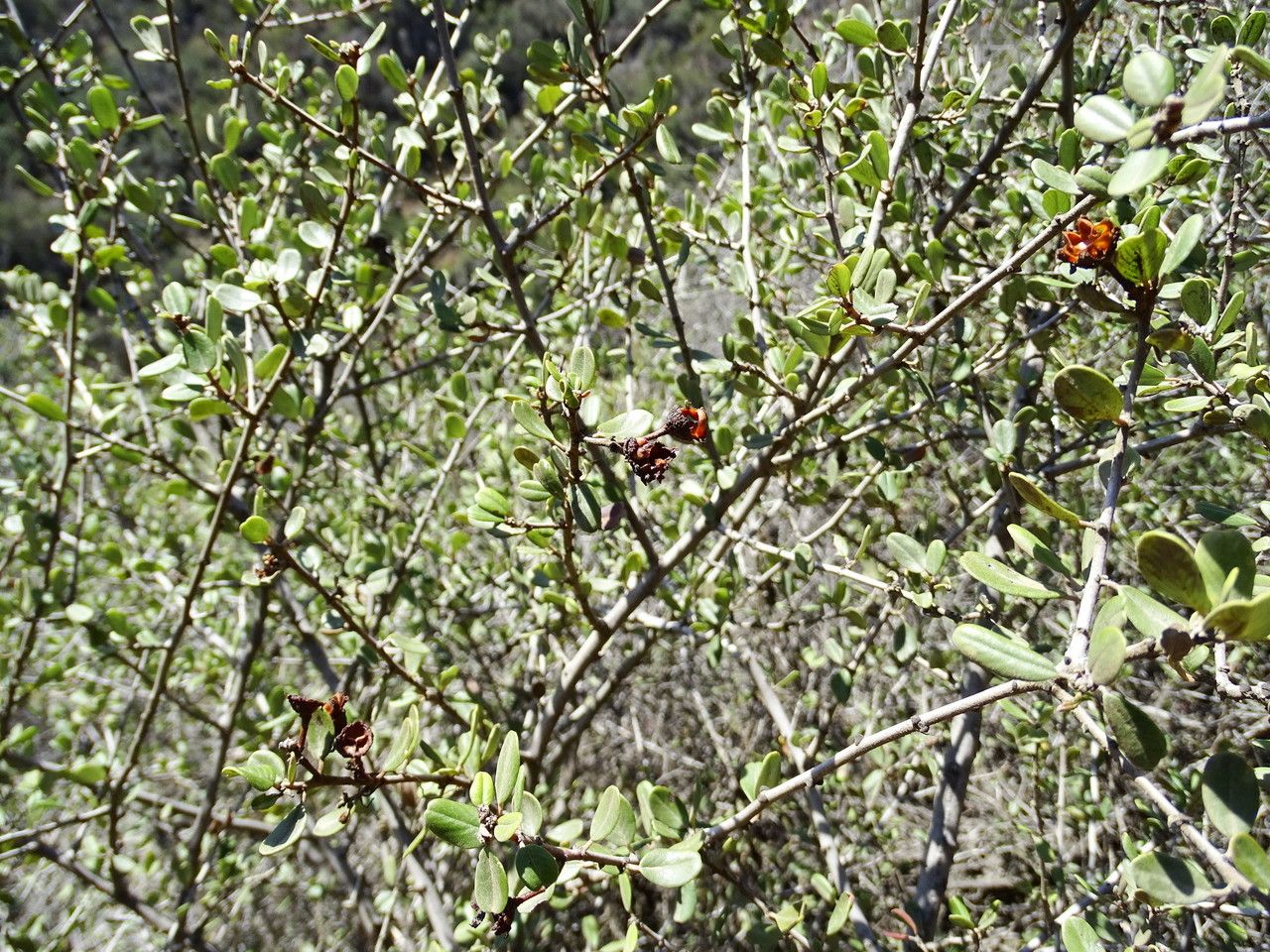 Ceanothus megacarpus habit