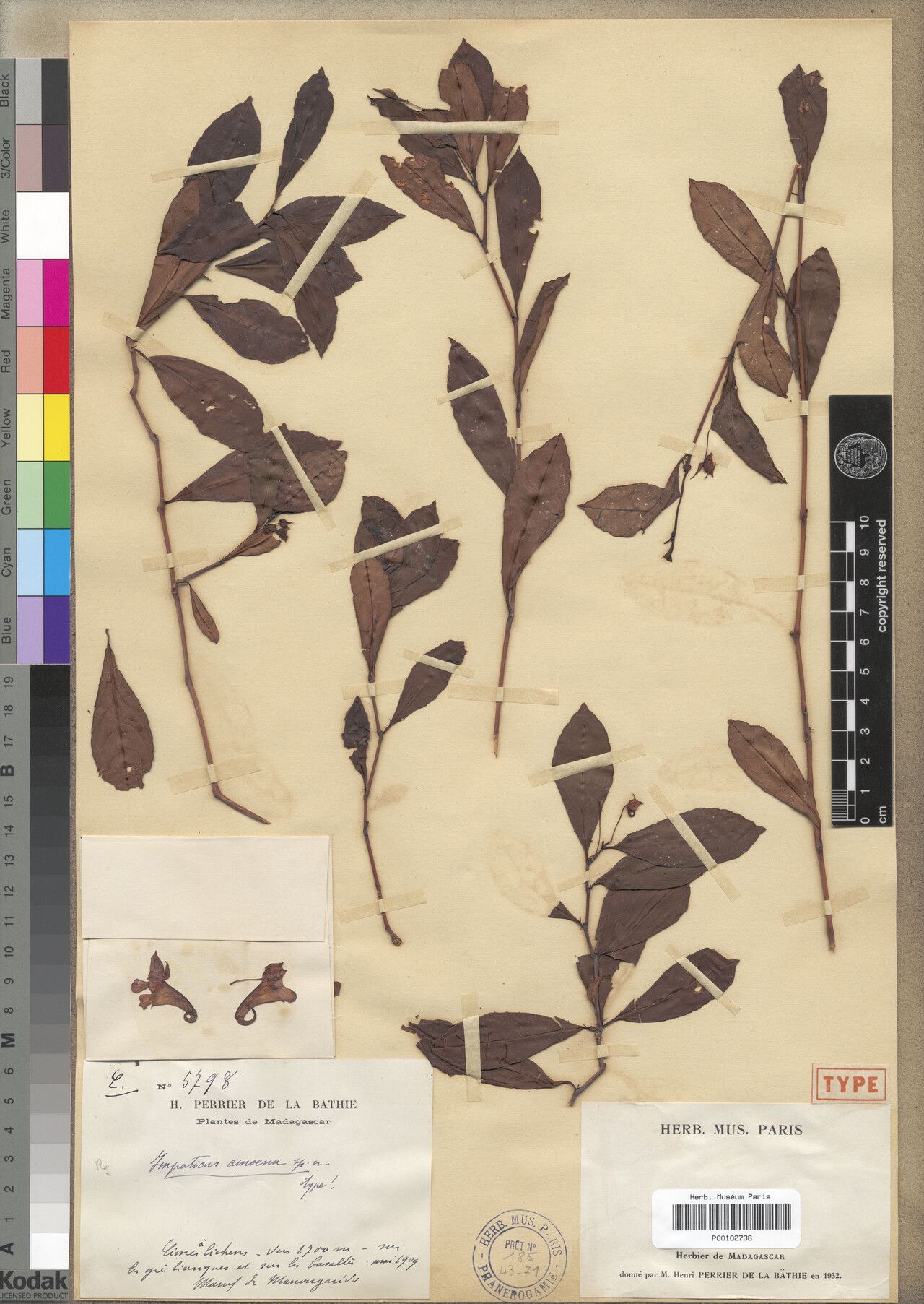 Impatiens amoena — houseplant care guide