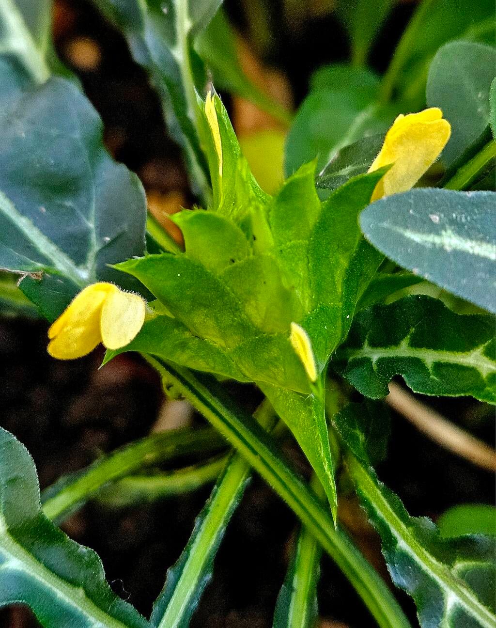 Crossandra pungens flower