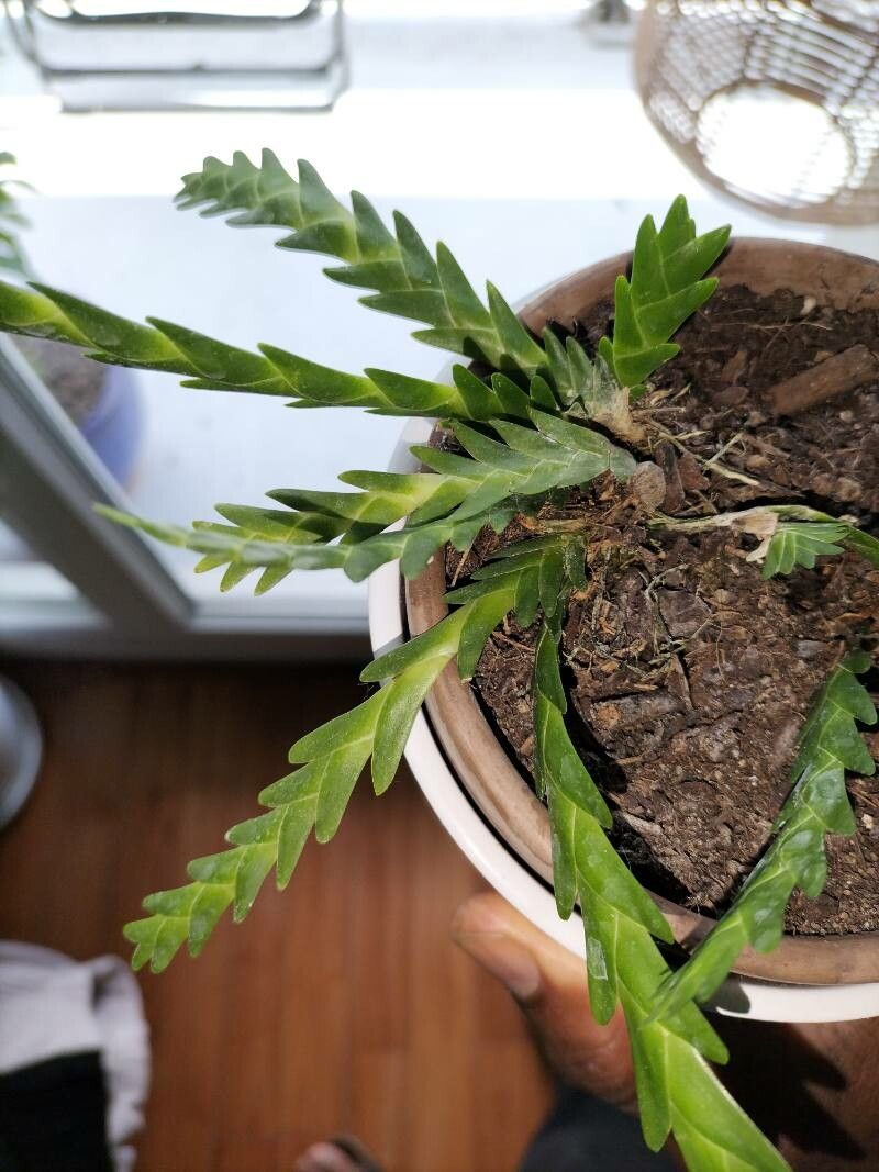 Lockhartia lunifera — houseplant care guide