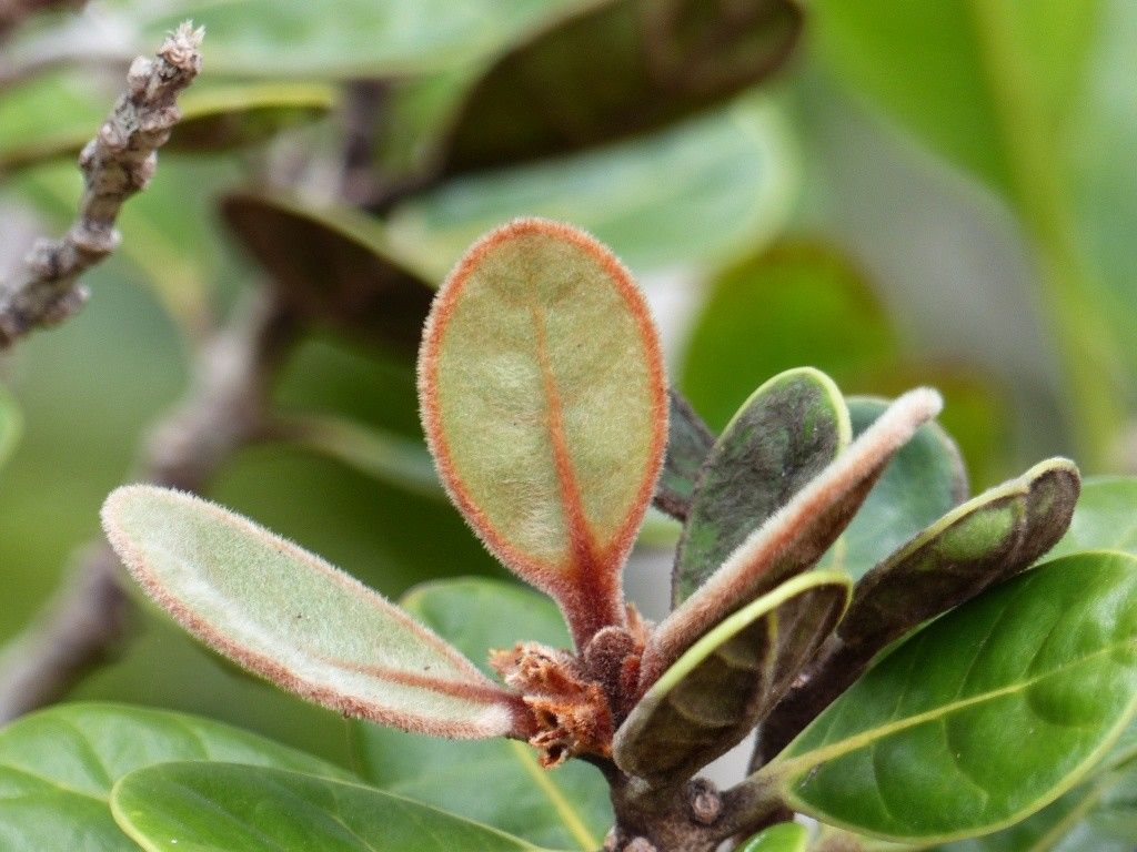 Planchonella crassinervia — houseplant care guide