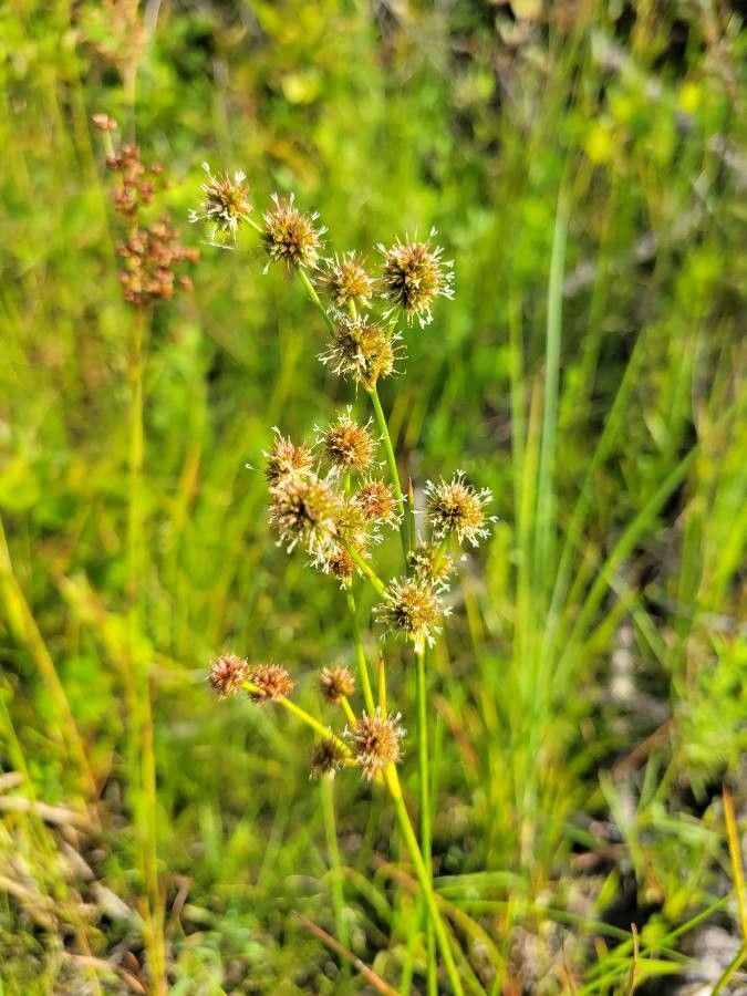 Juncus scirpoides — search result for 'Scirpoides'