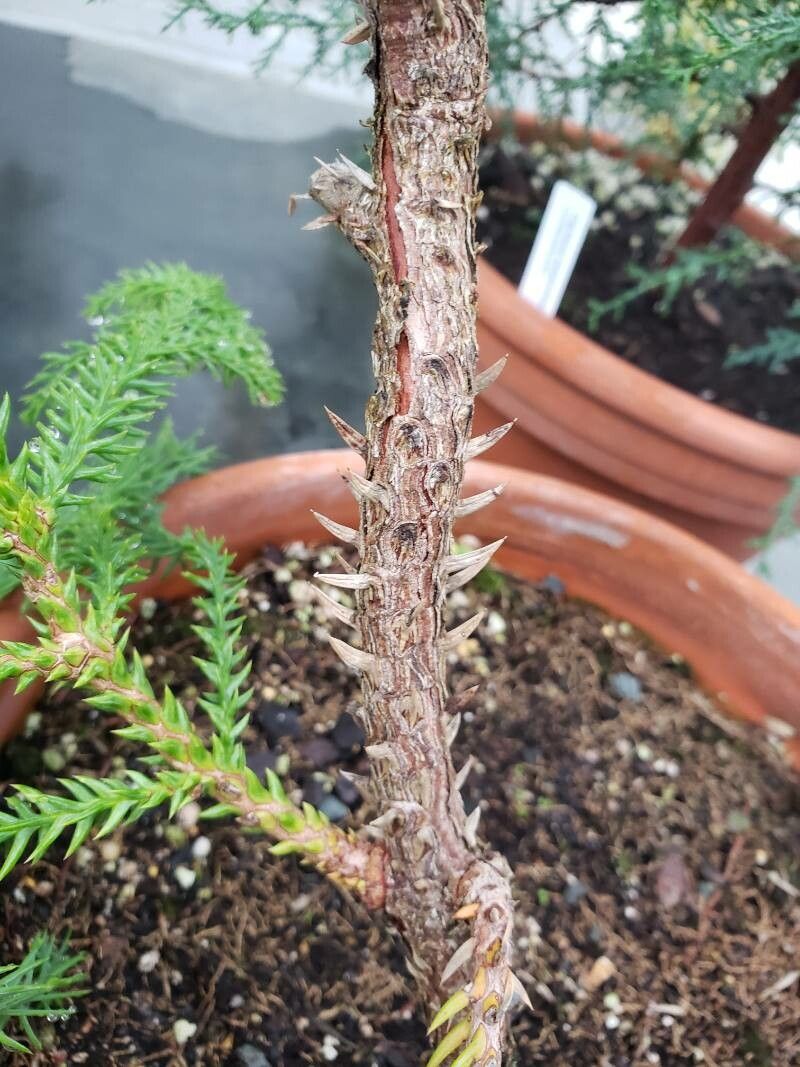 Taiwania cryptomerioides bark